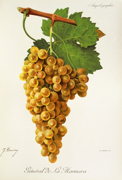 General de la Marmora grape by Jules Troncy