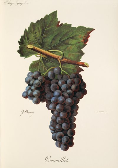 Genouillet Grape by Jules Troncy