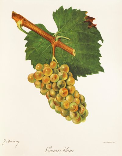 Gouais Blanc grape by Jules Troncy