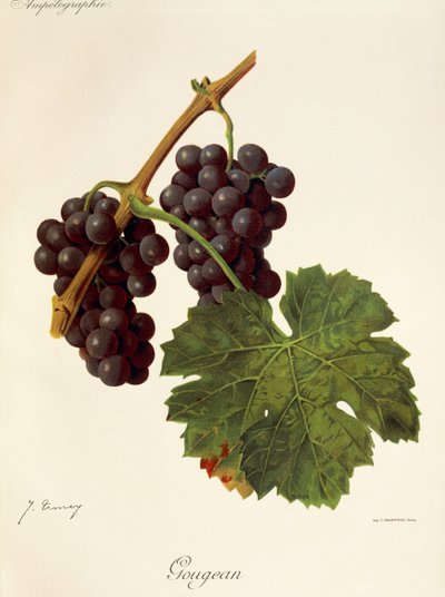 Gougean grape by Jules Troncy