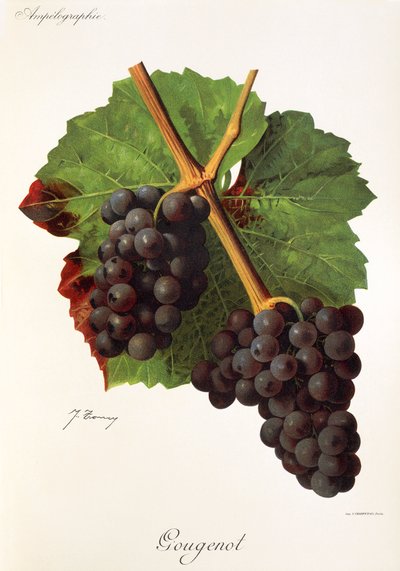 Gougenot grape by Jules Troncy