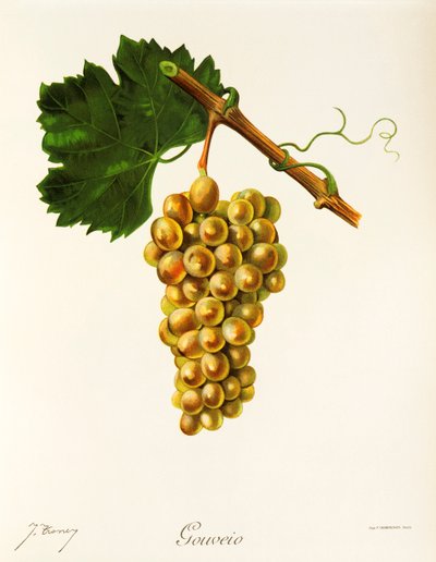 Gouveio grape by Jules Troncy