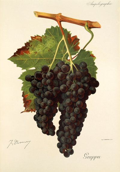 Grappu Grape by Jules Troncy