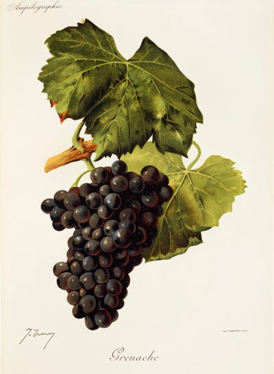 Grenache grape by Jules Troncy