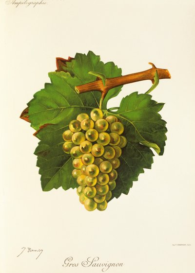 Gros Sauvignon grape by Jules Troncy