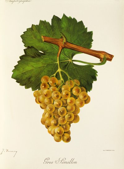 Gros Semillon grape by Jules Troncy