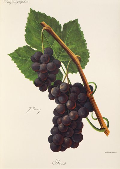 Ives grape by Jules Troncy