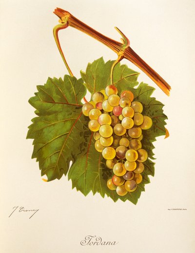 Jordana grape by Jules Troncy