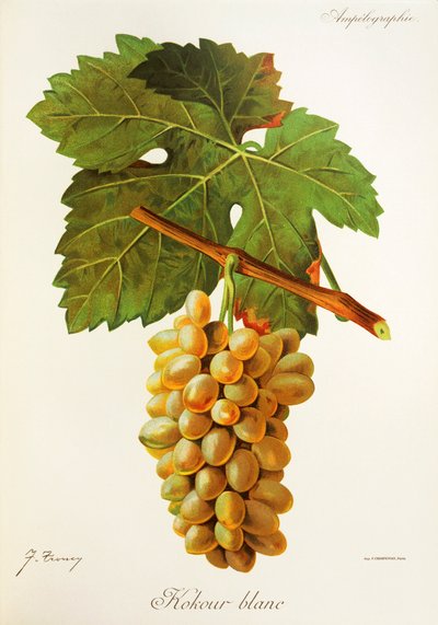Kokour Blanc grape by Jules Troncy