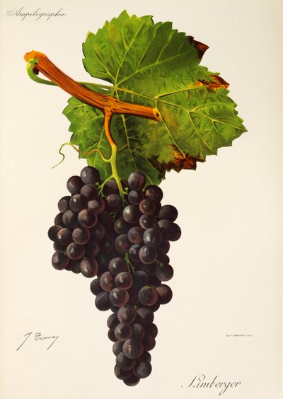 Limberger Grape by Jules Troncy