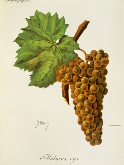 Malvasia Roja grape by Jules Troncy