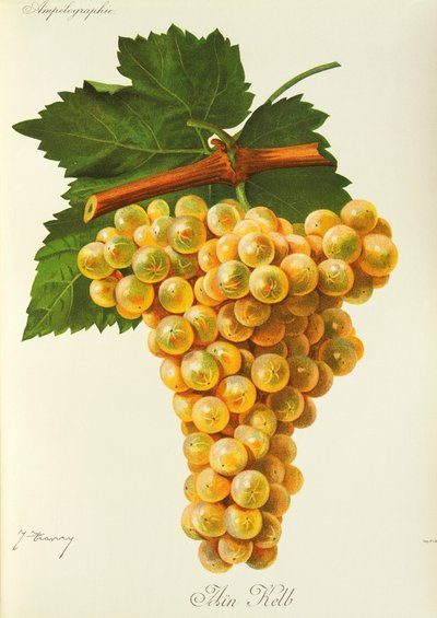 Marsanne Grape by Jules Troncy