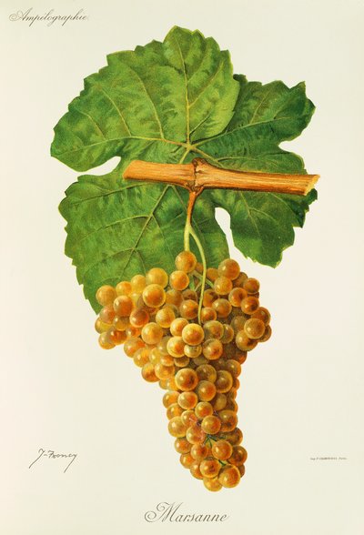 Marsanne grape by Jules Troncy