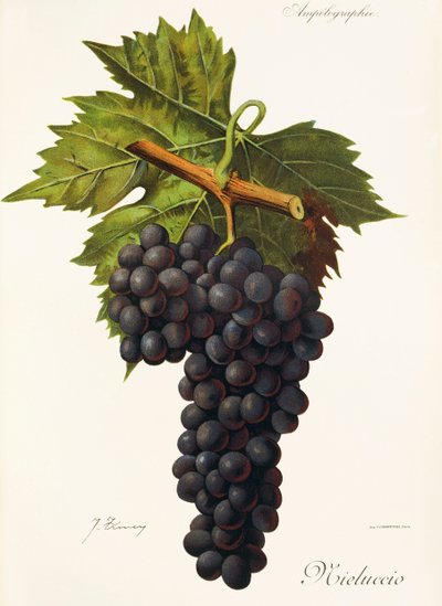 Mieluccio grape by Jules Troncy