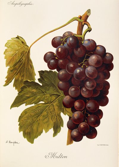 Milton grape by Jules Troncy