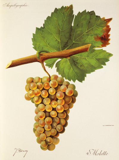 Molette grape by Jules Troncy
