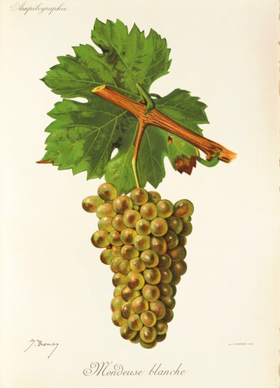 Mondeuse Blanche grape by Jules Troncy