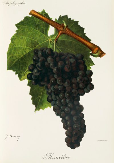 Mourvedre Grape by Jules Troncy
