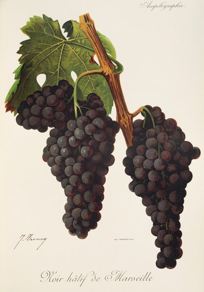 Noir Hatif de Marseille grape by Jules Troncy