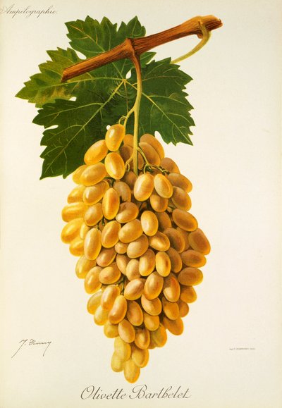 Olivette Barthelet Grape by Jules Troncy