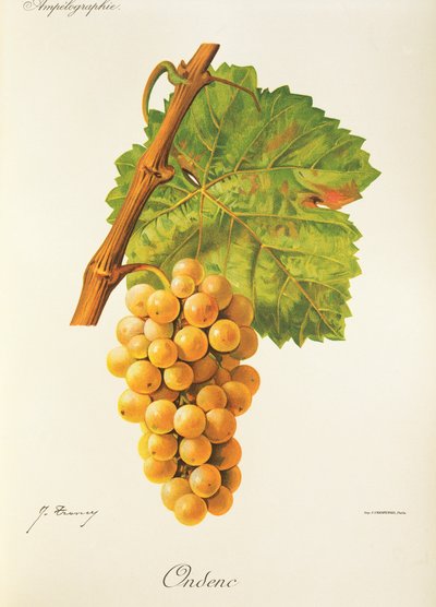 Ondenc grape by Jules Troncy
