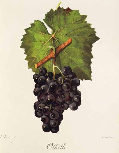 Othello grape by Jules Troncy