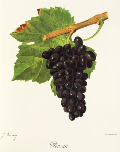 Persan Grape by Jules Troncy