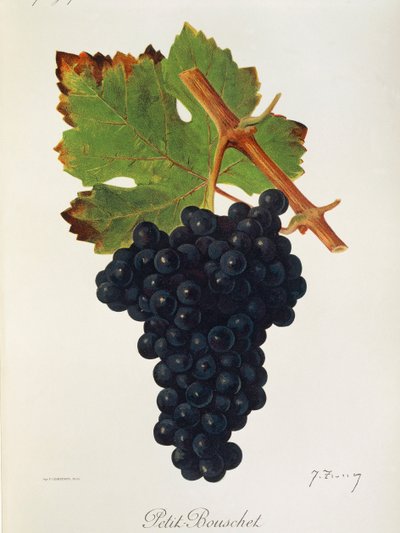Petit Bouschet Grape by Jules Troncy