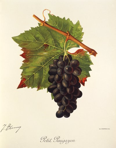 Petit Paugayen grape by Jules Troncy