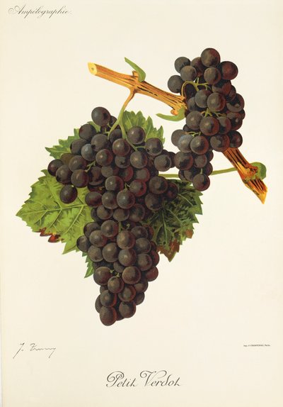 Petit Verdot grape by Jules Troncy