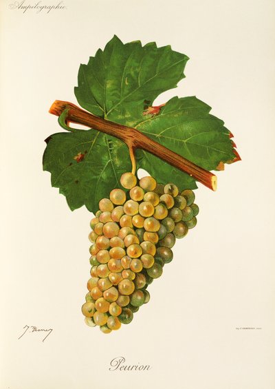 Peurion grape by Jules Troncy