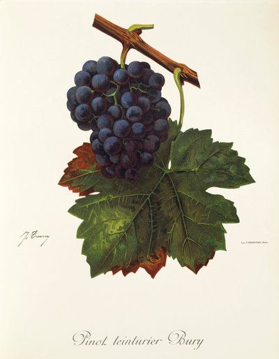 Pinot Teinturier Bury grape by Jules Troncy