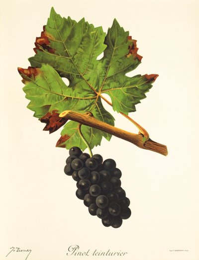Pinot Teinturier Grape by Jules Troncy