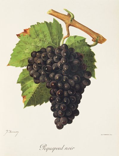 Piquepoul Noir Grape by Jules Troncy