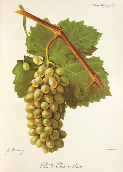 Pis-de-Chevre Blanc grape by Jules Troncy