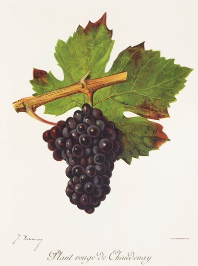 Plant Rouge de Chaudenay grape by Jules Troncy