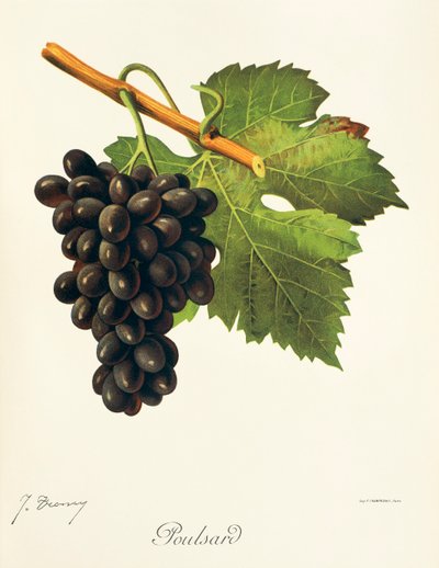 Poulsard grape by Jules Troncy