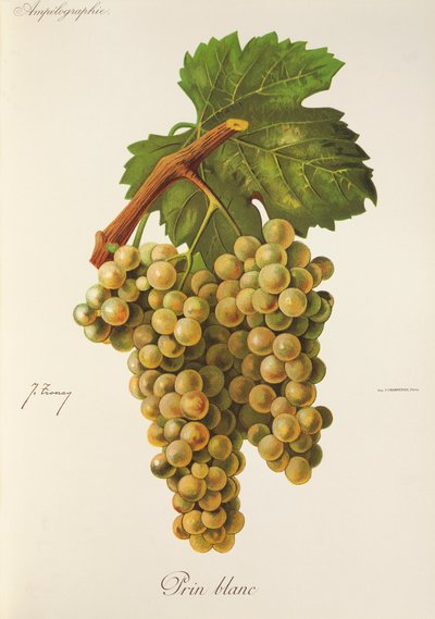 Prin Blanc grape by Jules Troncy
