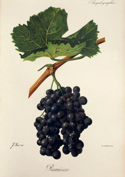 Ramisco grape by Jules Troncy