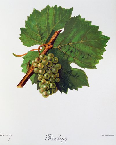 Riesling Grapes from Ampelography, General Treaty of Viticulture by Jules Troncy