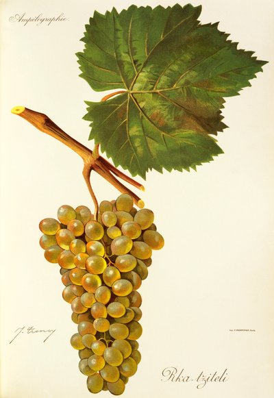 Rka-tziteli grape by Jules Troncy