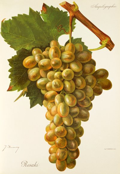 Rosaki grape by Jules Troncy