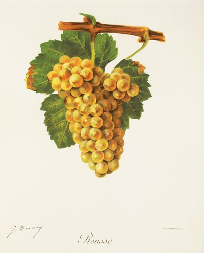 Rousse Grape by Jules Troncy