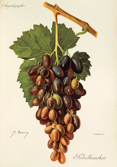 Sabalkanskoi Grape by Jules Troncy