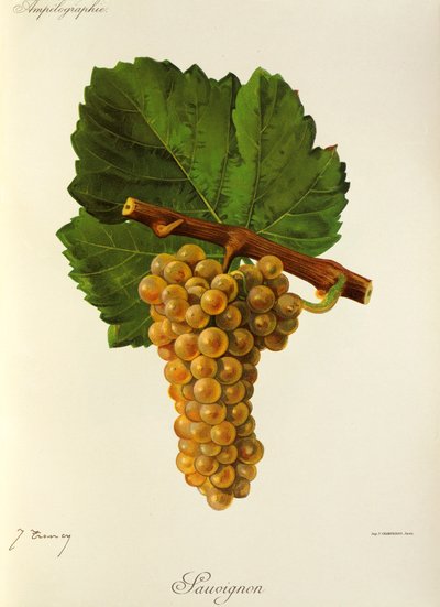 Sauvignon grape by Jules Troncy