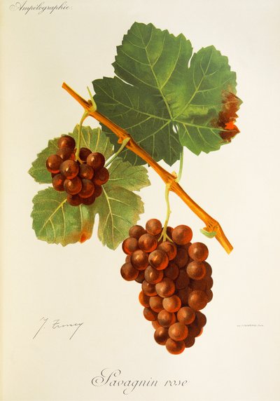 Savagnin Rose grape by Jules Troncy