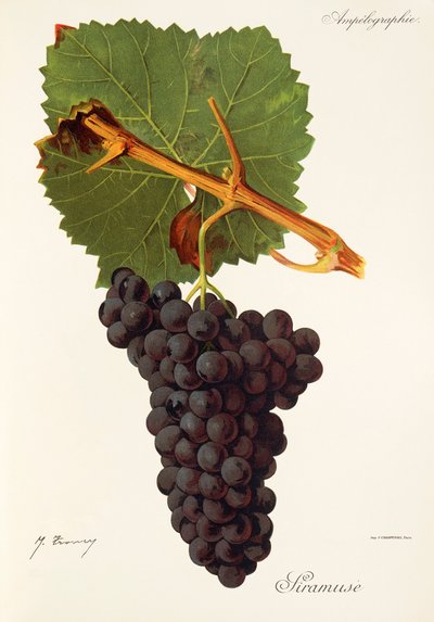 Siramuse grape by Jules Troncy