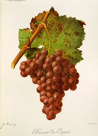 Souvenir du Congres grape by Jules Troncy