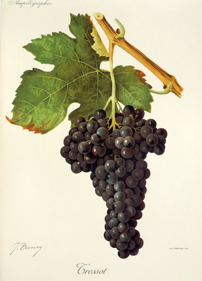 Tressot Grape by Jules Troncy