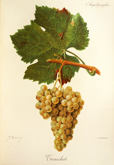 Trouchet grape by Jules Troncy